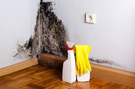 Professional Mold Prevention & Removal  in Shelbyville, IL